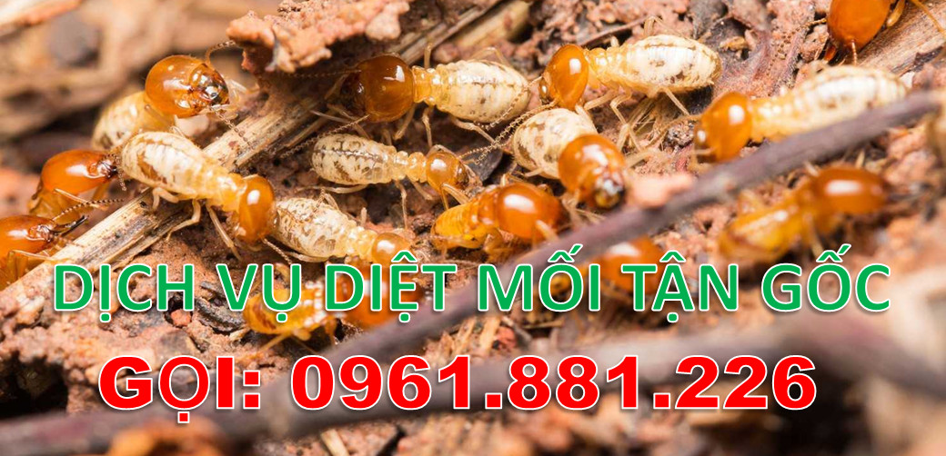 dich vụ diệt mối 1